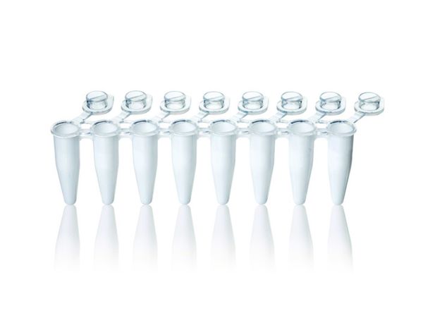 Brand GmbH & Co. KG PCR-Gefäße, 8er, anhäng. transp. Deckel 0,2ml, Standard, weißes Gefäß, BIO-CERT PCR-Q, 120 St/Pkg