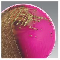 Product Image of Membran-Endo-Agar LES, 500 g
