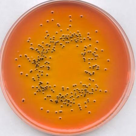 Merck SS (Salmonella Shigella) Agar gelistet in ISO 6579 GranuCult prime, 500 g