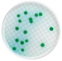 Millipore Milliflex-Kassette, vorgefüllt mit Cetrimid-Agar
