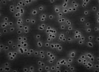 Millipore polycarb flt 0.1um 76mm 25/pk