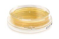 Merck Fertignährbodenplatte ReadyPlate CT DG 18 (Dichloran 18% Glycerol) Agar ISO 21527, 55 mm Kontaktplatte, 20 St/Pkg