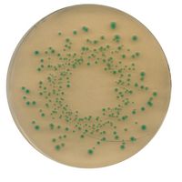 Product Image of Chromocult TBX (Tryptone Bile X-glucuronide) Agar, Für die Mikrobiologie