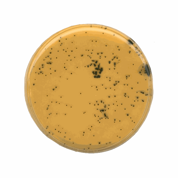Merck Sulfit-Eisen-Agar (Basis) für die Mikrobiologie, 500 g