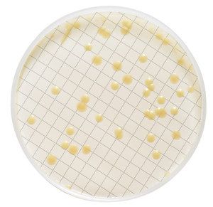 Millipore Milliflex Oasis media plate prefilled with Tryptic-Soy-Agar, 10 ml, for 2 x 48 Tests