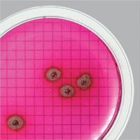 Product Image of WaterBugs™ Pseudomonas aeruginosa ATCC™ 27853™, 10 Tests/Kit