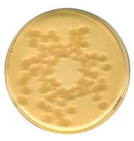 Merck Tryptic Soy (CASO) broth irradiated Casein-peptone soymeal-peptone, 500 g, broth USP for microbiology