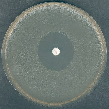 Merck MUELLER-HINTON (MH) Agar nach FDA-BAM NutriSelectTM prime, 500 g