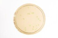 Merck RTU Media Plate Cetrimide A -LI acc. EP, 0110E-120P, 90 mm ICR-Settle Plate filled with 30 ml, 120 St/Pkg