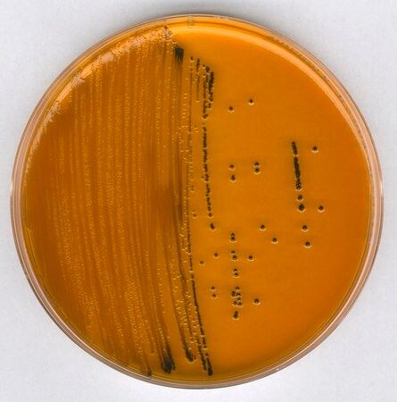 Merck DHL (Deoxycholate Hydrogen sulfide Lactose) agar acc. to SAKAZAKI GranuCult plus, 500 g