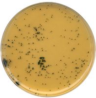 Merck TSC agar Tryptose sulfite cycloserine agar (base) for microbiology, 500 g