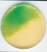 Merck Letheen-Agar Basis modifiziert für die Mikrobiologie, 500 g