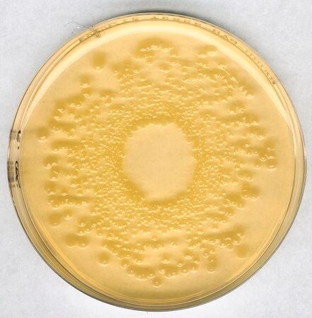 Merck Standard I nutrient agar GranuCult plus, 500 g
