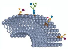 Supelco Bioshell Glycan 2.7 μm 10 cm x 4.6 mm ID &