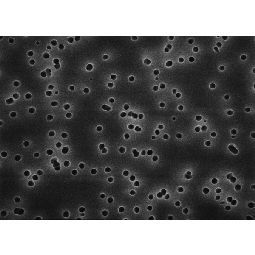 Millipore Membranfilter, rund, Isopore, PC, 142 mm, 0,80 μm, weiß, plain, 50/Pak