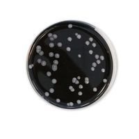 Product Image of Legionella BCYE-Nährboden mit Antibiotika, 90 mm Platte, 10 St/Pkg