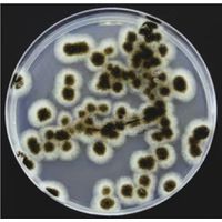 Product Image of YGC-selective culture medium (Hefeextract-Glucose-Chlor-, amphenicol-Agar), Durability days: 182, 10 pc/PAK