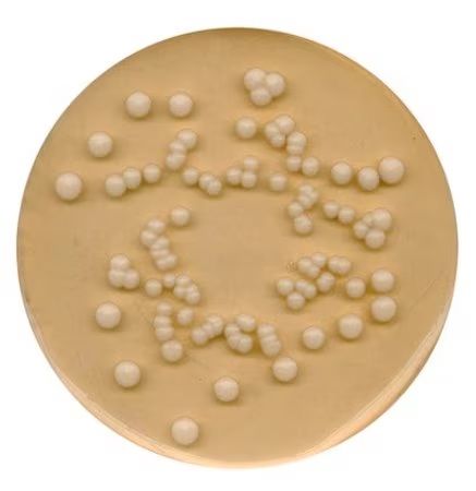 Merck Potatoe-Glucose-Agar for microbiology, 5 kg