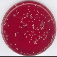 Staphylococcus enrichment broth (base) acc. to BAIRD for microbiology, 500 g