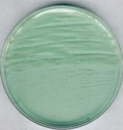 Merck Anaerobic Agar acc. to BREWER, 500 g