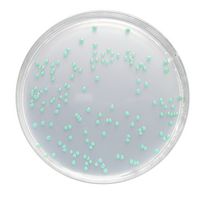 Product Image of Listeria Selektiv Agar Basis nach OTTAVIANI und AGOSTI, 500 g, (ISO 11290) für die Mikrobiologie Chromocult®