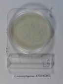 HyServer Compact Dry LS - Platten mit Nährboden für den chromogenen Listeria-Nachweis, 40 St/Pkg