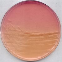 Merck ENDO-Agar für die Mikrobiologie, 500 g