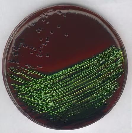 Merck LEVINE Eosin-Methylene blue (L-EMB) agar acc. ISO 21150 and FDA-BAM GranuCult prime, 500 g
