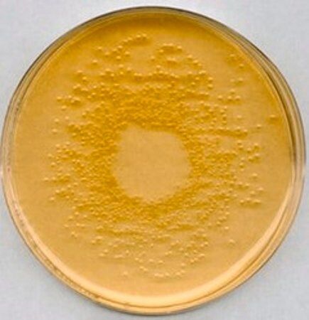 Sigma-Aldrich Nähragar, für die Mikrobiologie, 100g