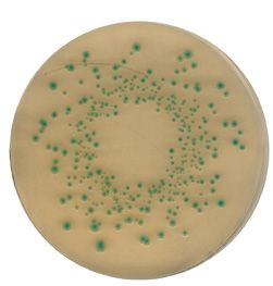 Merck ChromoCult Listeria Agar Anreicherungs-Supplement, 10 Vials, die Zubereitung von 5l Listeria Selektiv Agar, 10 Vials