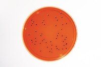 Merck RTU Media Plate XLD (Xylose-lysine-deoxycholate) Agar - LI EP+USP, 0152E-120P, 90 mm ICR-Settle Plate filled with 30 ml, 120 pc/PAK