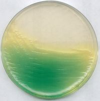 Merck KING-Agar B (Basis) (Dansk Standard) für die Mikrobiologie, 500 g