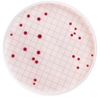 Millipore Milliflex-Kassette, vorgefüllt mit KF-Strep-Agar