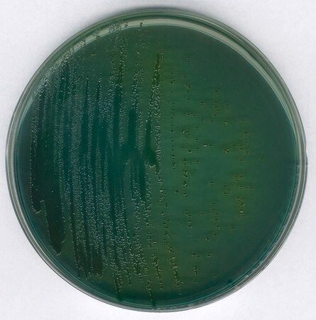 Merck TCBS (Thiosulfate Citrate Bile Sucrose) agar acc. ISO 21872 and FDA-BAM GranuCult prime, 500g
