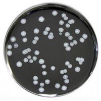 Product Image of Legionella-B.C.Y.E.A.-Nährboden, Haltbarkeit in Tagen: 182