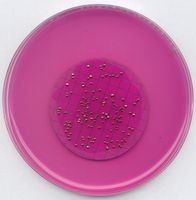 Merck m-ENDO agar LES for microbiology, 500 g