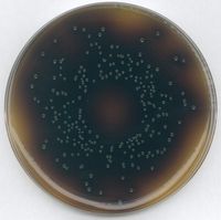 Merck Oxford-Listeria-Selektiv-Agar (Basis) für die Mikrobiologie, 500 g