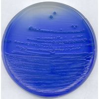 Product Image of Chinablau-Lactose Agar für die Mikrobiologie, 500 g