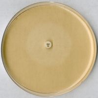Merck Testagar pH 8,0 für den Hemmstofftest für die Mikrobiologie, 500 g