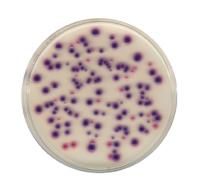 Merck Lauryl sulfate broth for microbiology Fluorocult, 500 g