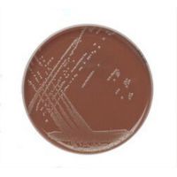 Product Image of Schokoladen-Agar Mit Vitox