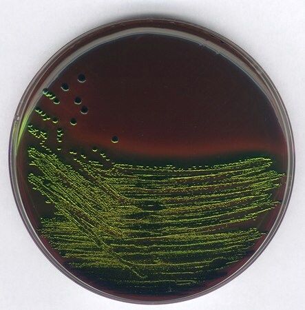 Merck EMB (Eosin-Methylenblau) Agar nach HOLT-HARRIS und TEAGUE GranuCult plus, 500 g