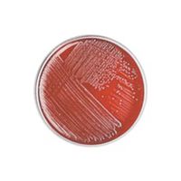 Product Image of Dichloran-Glycerin (DG18) ISO-Agar (ersetzt OXPO5313C), 10 Kontaktplatten