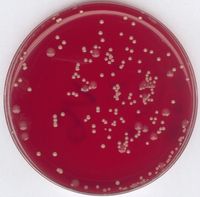 Merck Staphylokokken-Anreicherungsbouillon nach BAIRD (Basis) für die Mikrobiologie, 500 g